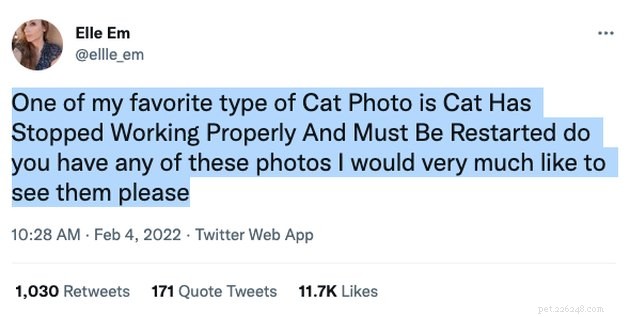 24 Cats That Seem Stopped Working—A Playful Look at the Viral Cat Meme