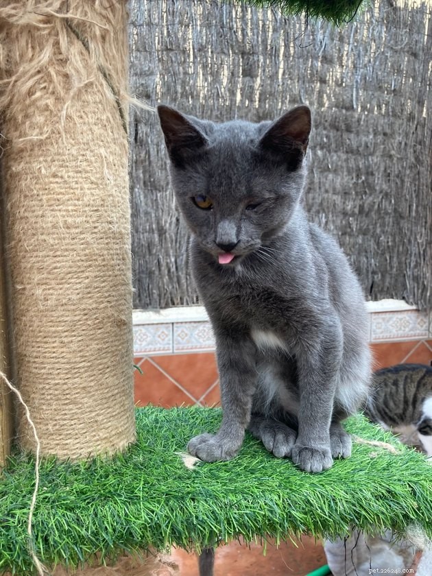 24 Cats That Seem Stopped Working—A Playful Look at the Viral Cat Meme