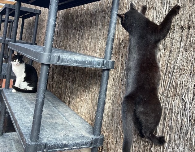 24 Cats That Seem Stopped Working—A Playful Look at the Viral Cat Meme