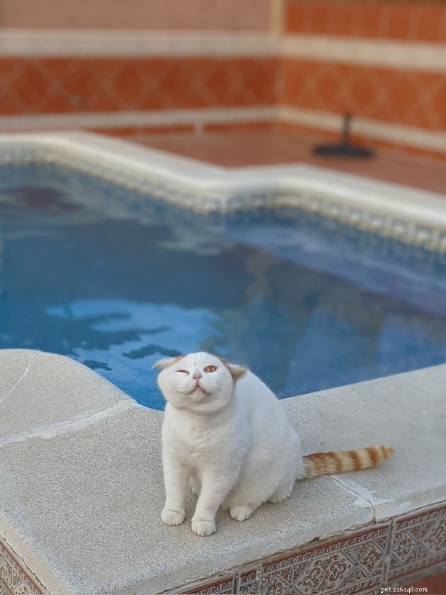 24 Cats That Seem Stopped Working—A Playful Look at the Viral Cat Meme
