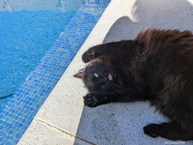 24 Cats That Seem Stopped Working—A Playful Look at the Viral Cat Meme