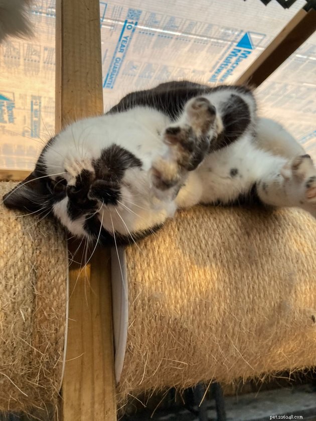 24 Cats That Seem Stopped Working—A Playful Look at the Viral Cat Meme