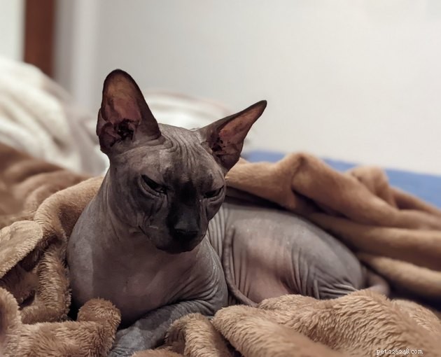 24 Cats That Seem Stopped Working—A Playful Look at the Viral Cat Meme