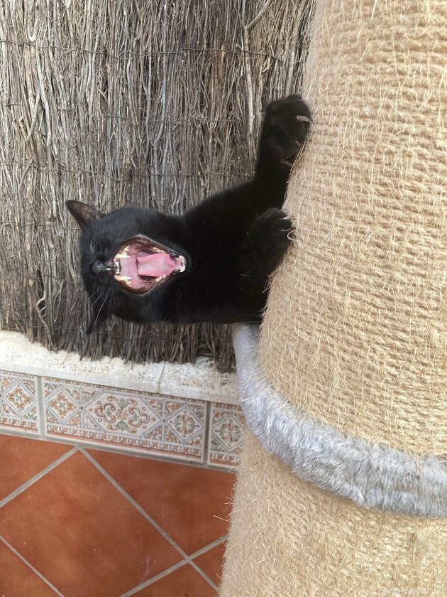24 Cats That Seem Stopped Working—A Playful Look at the Viral Cat Meme