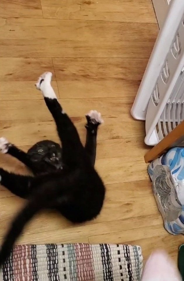 24 Cats That Seem Stopped Working—A Playful Look at the Viral Cat Meme