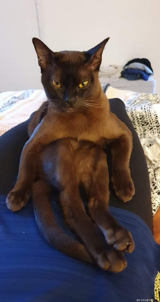 24 Cats That Seem Stopped Working—A Playful Look at the Viral Cat Meme