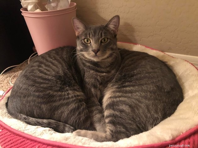 24 Cats That Seem Stopped Working—A Playful Look at the Viral Cat Meme