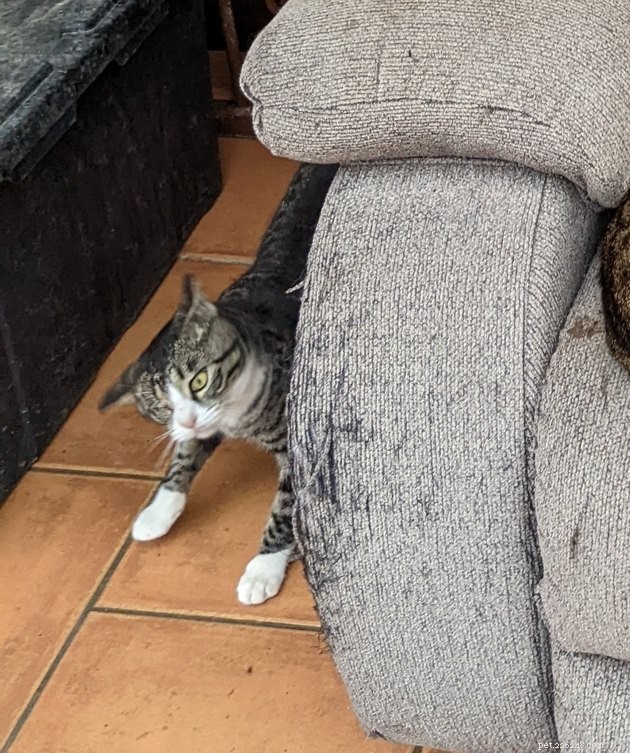 24 Cats That Seem Stopped Working—A Playful Look at the Viral Cat Meme