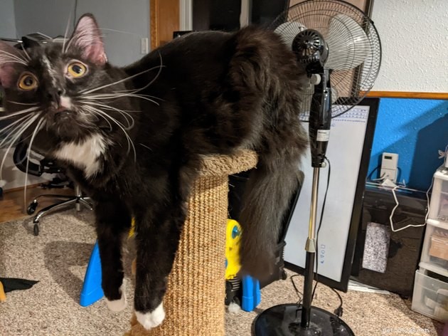 24 Cats That Seem Stopped Working—A Playful Look at the Viral Cat Meme
