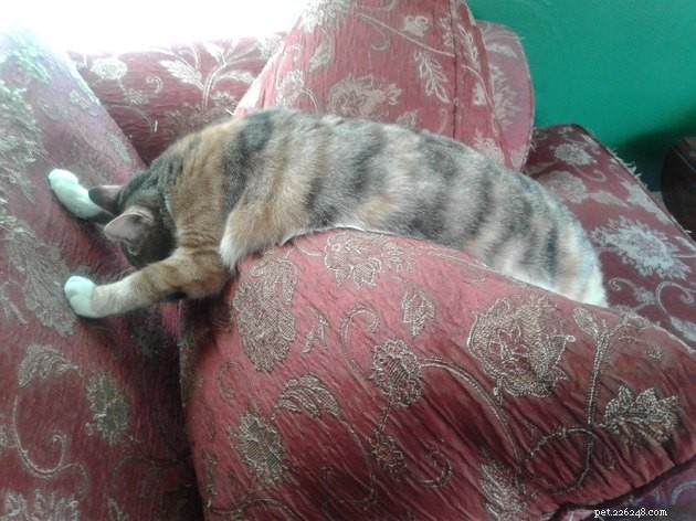 24 Cats That Seem Stopped Working—A Playful Look at the Viral Cat Meme