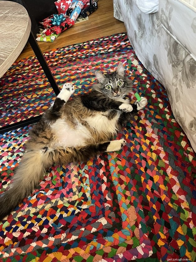 24 Cats That Seem Stopped Working—A Playful Look at the Viral Cat Meme