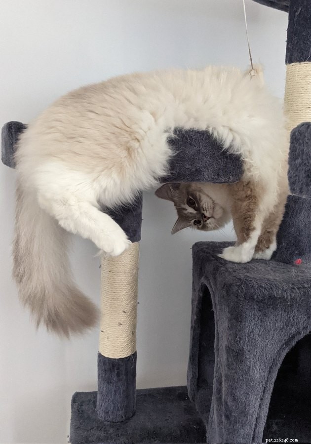 24 Cats That Seem Stopped Working—A Playful Look at the Viral Cat Meme