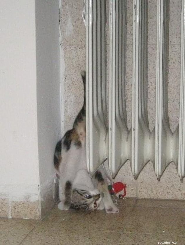 24 Cats That Seem Stopped Working—A Playful Look at the Viral Cat Meme