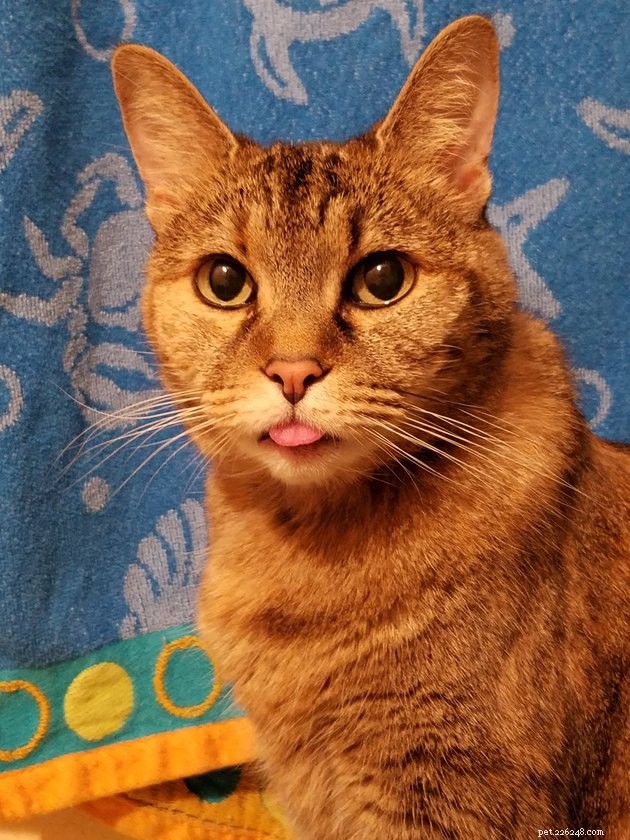 24 Cats That Seem Stopped Working—A Playful Look at the Viral Cat Meme