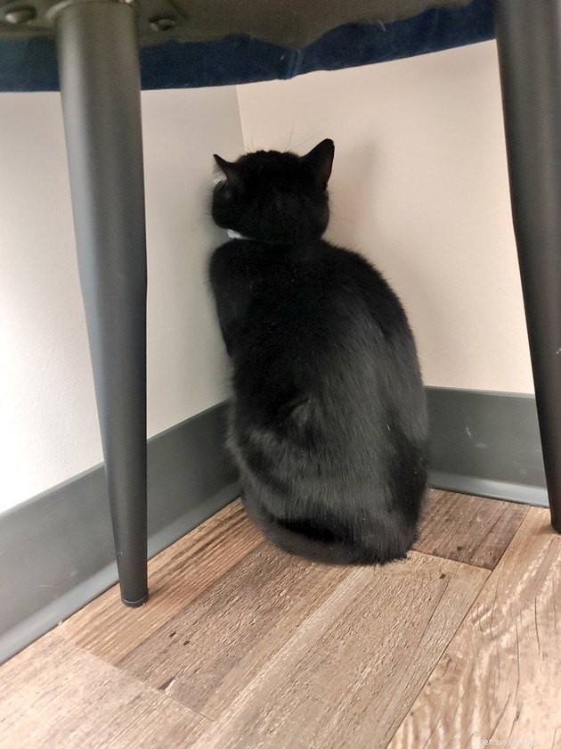 24 Cats That Seem Stopped Working—A Playful Look at the Viral Cat Meme