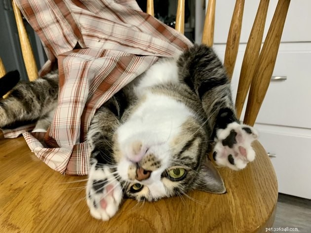 24 Cats That Seem Stopped Working—A Playful Look at the Viral Cat Meme