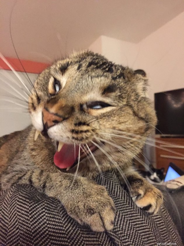 24 Cats That Seem Stopped Working—A Playful Look at the Viral Cat Meme