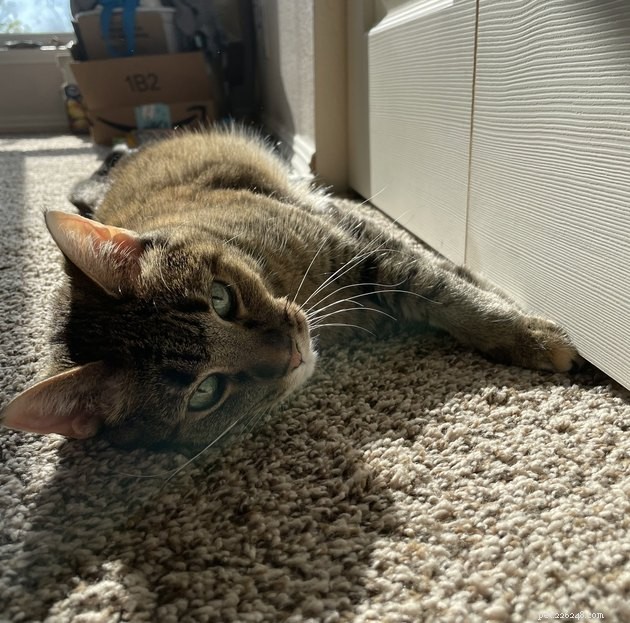 24 Cats That Seem Stopped Working—A Playful Look at the Viral Cat Meme