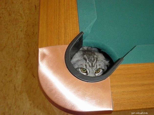 19 Cat Photos Proving Their Fearless Exploratory Spirit