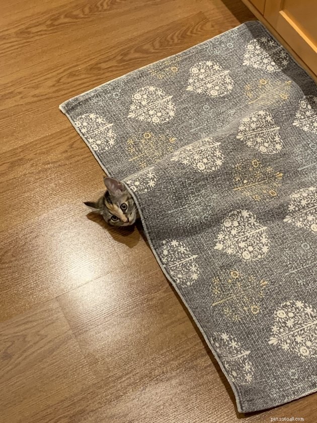 24 Cats That Seem Stopped Working—A Playful Look at the Viral Cat Meme
