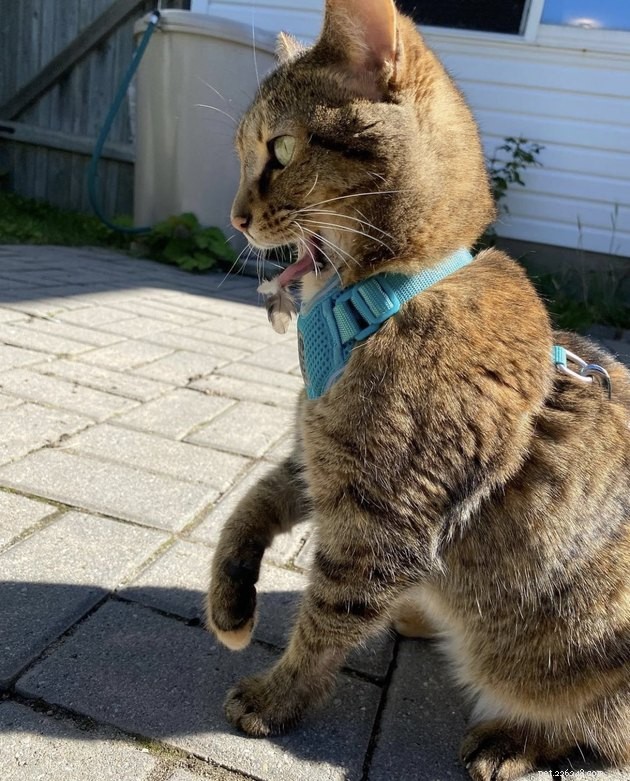 24 Cats That Seem Stopped Working—A Playful Look at the Viral Cat Meme