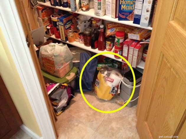 19 Cat Photos Proving Their Fearless Exploratory Spirit