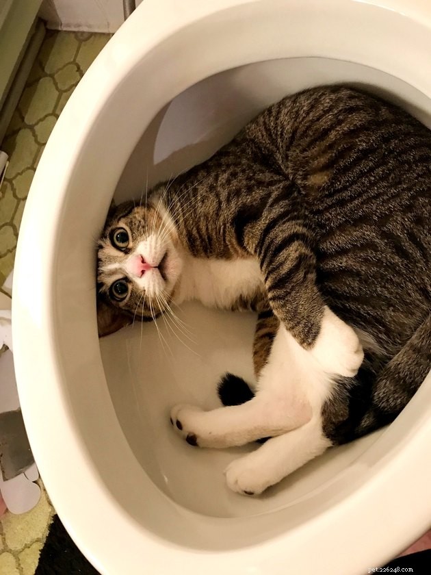 19 Cat Photos Proving Their Fearless Exploratory Spirit