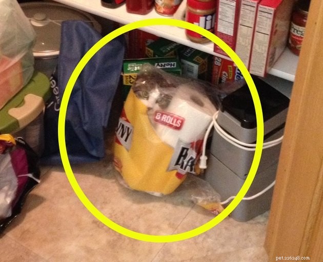 19 Cat Photos Proving Their Fearless Exploratory Spirit