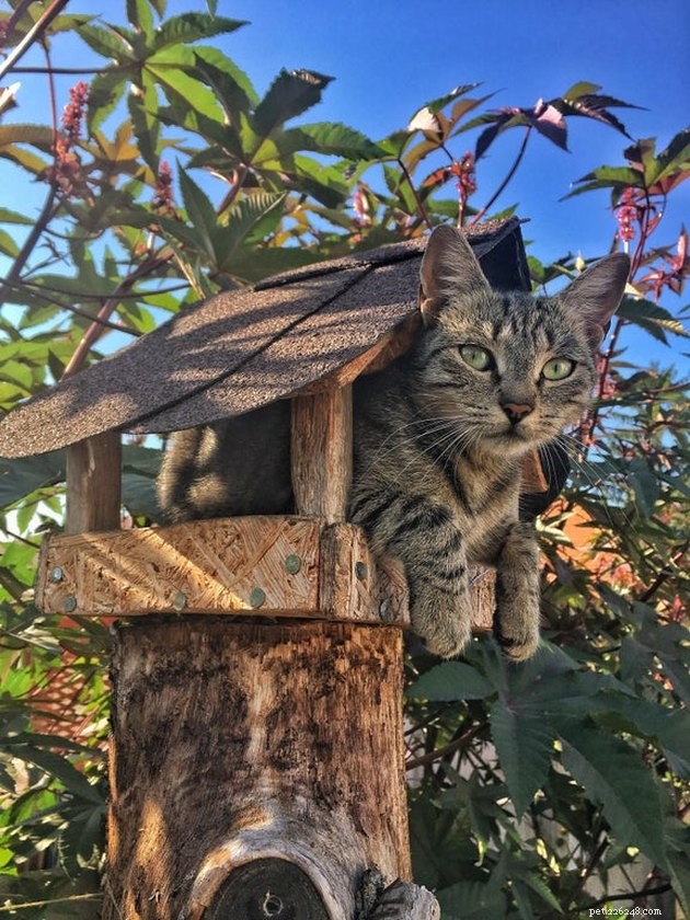 19 Cat Photos Proving Their Fearless Exploratory Spirit
