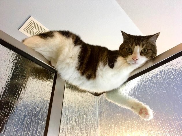 19 Cat Photos Proving Their Fearless Exploratory Spirit