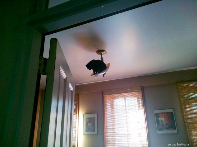 19 Cat Photos Proving Their Fearless Exploratory Spirit