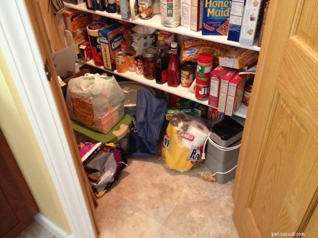 19 Cat Photos Proving Their Fearless Exploratory Spirit