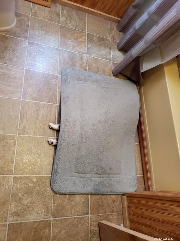 19 Cat Photos Proving Their Fearless Exploratory Spirit