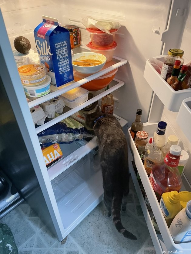 19 Cat Photos Proving Their Fearless Exploratory Spirit