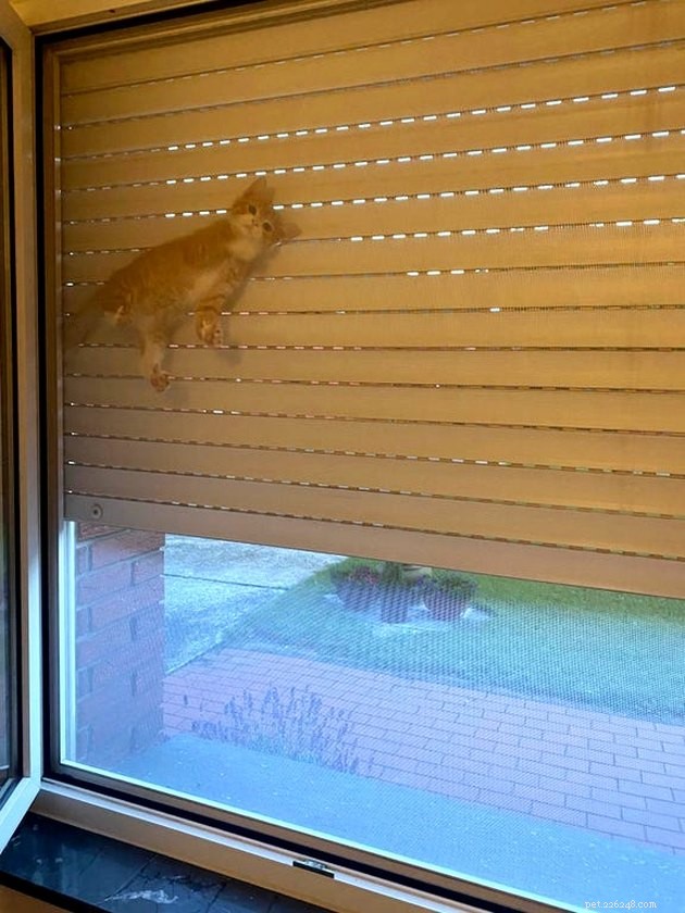 19 Cat Photos Proving Their Fearless Exploratory Spirit