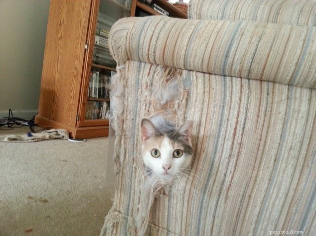 19 Cat Photos Proving Their Fearless Exploratory Spirit