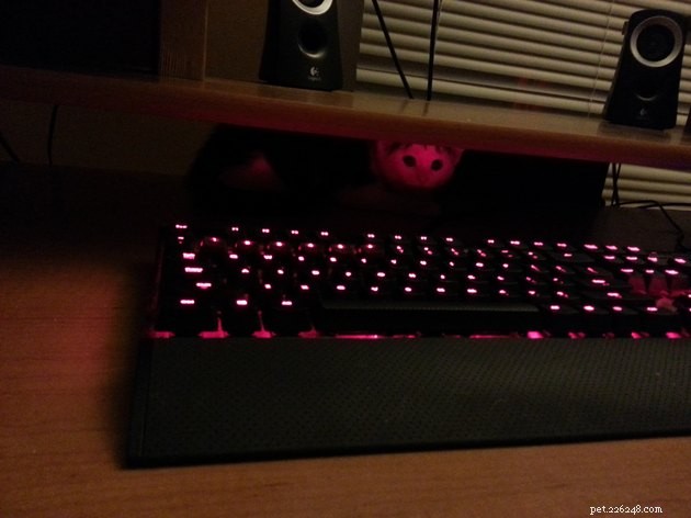 19 Cat Photos Proving Their Fearless Exploratory Spirit