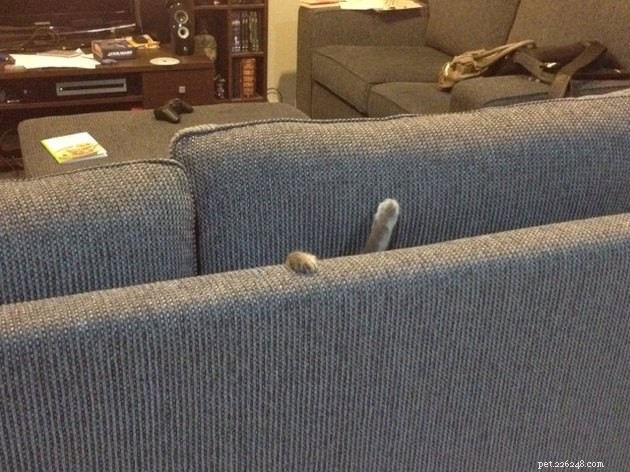 19 Cat Photos Proving Their Fearless Exploratory Spirit