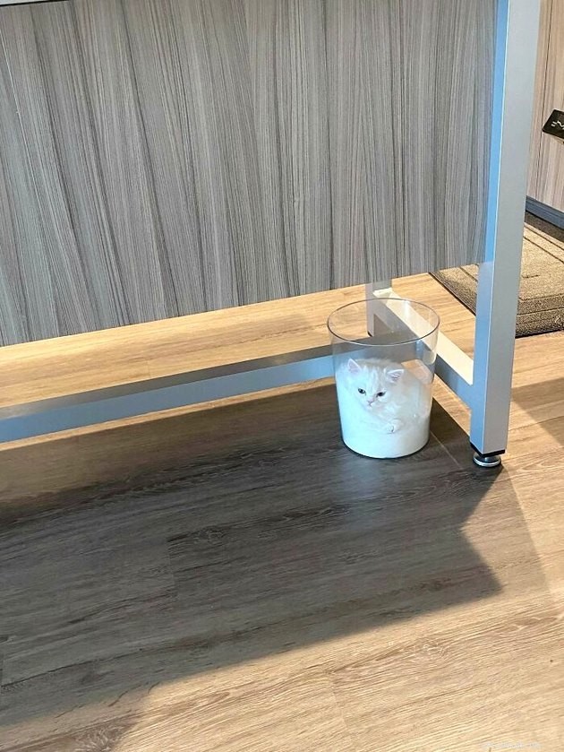 19 Cat Photos Proving Their Fearless Exploratory Spirit