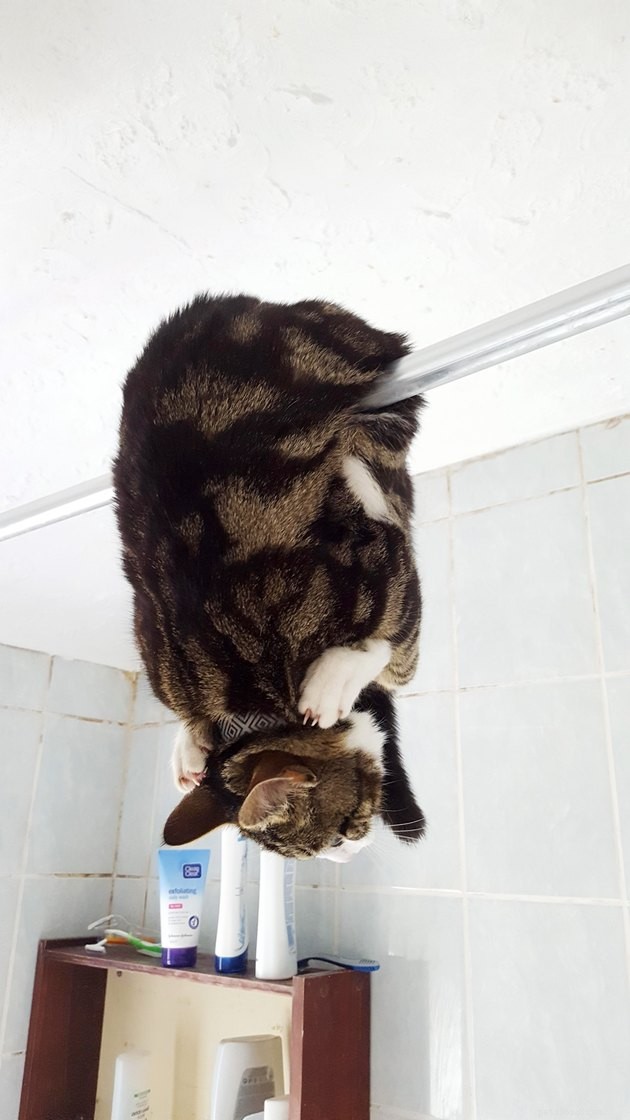 19 Cat Photos Proving Their Fearless Exploratory Spirit
