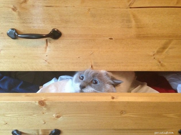 19 Cat Photos Proving Their Fearless Exploratory Spirit