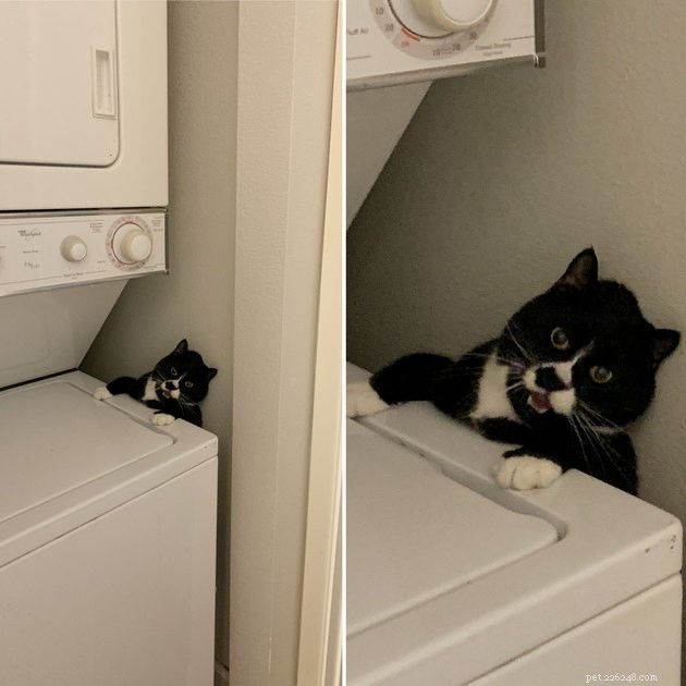 19 Cat Photos Proving Their Fearless Exploratory Spirit