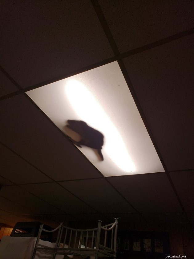 19 Cat Photos Proving Their Fearless Exploratory Spirit