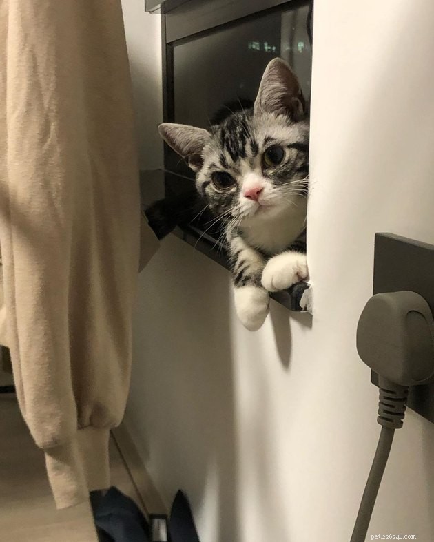 17 Cats That Watch Your Every Move