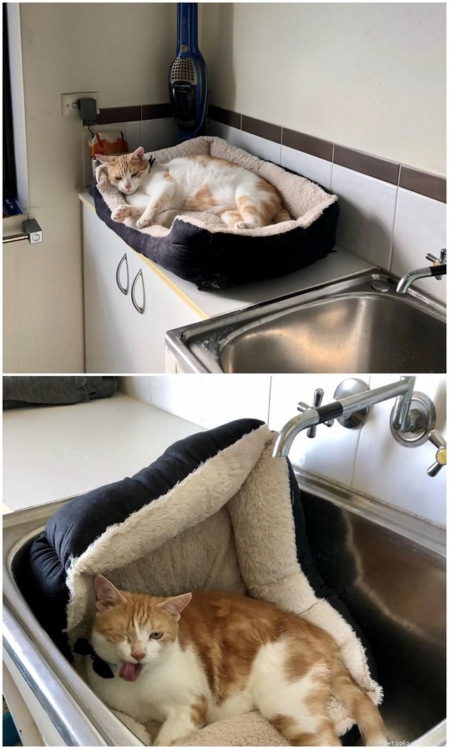 19 Cat Photos Proving Their Fearless Exploratory Spirit