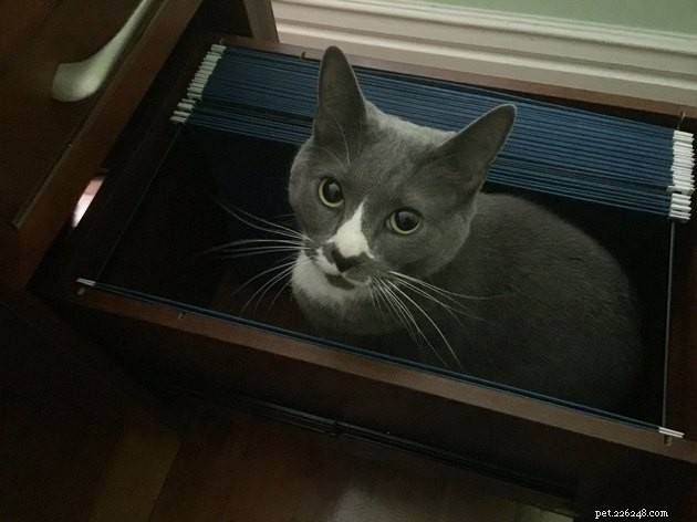 19 Cat Photos Proving Their Fearless Exploratory Spirit
