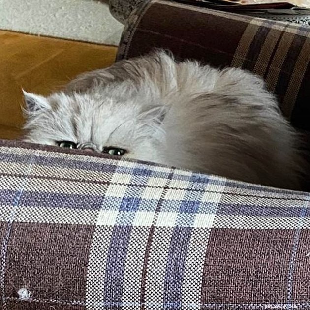 17 Cats That Watch Your Every Move