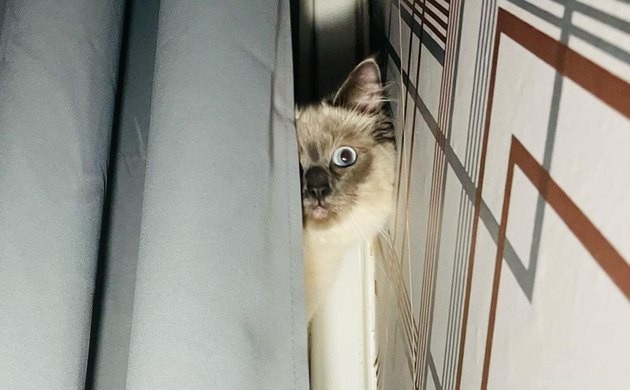 17 Cats That Watch Your Every Move