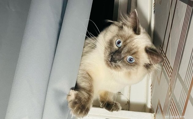 17 Cats That Watch Your Every Move