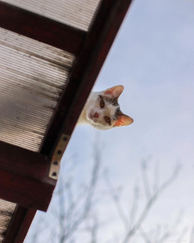 17 Cats That Watch Your Every Move